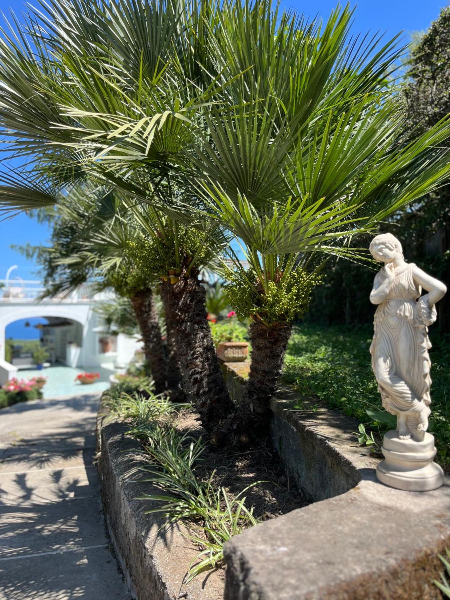 Hotel Sorrento Olive Tree Garden Exterior foto